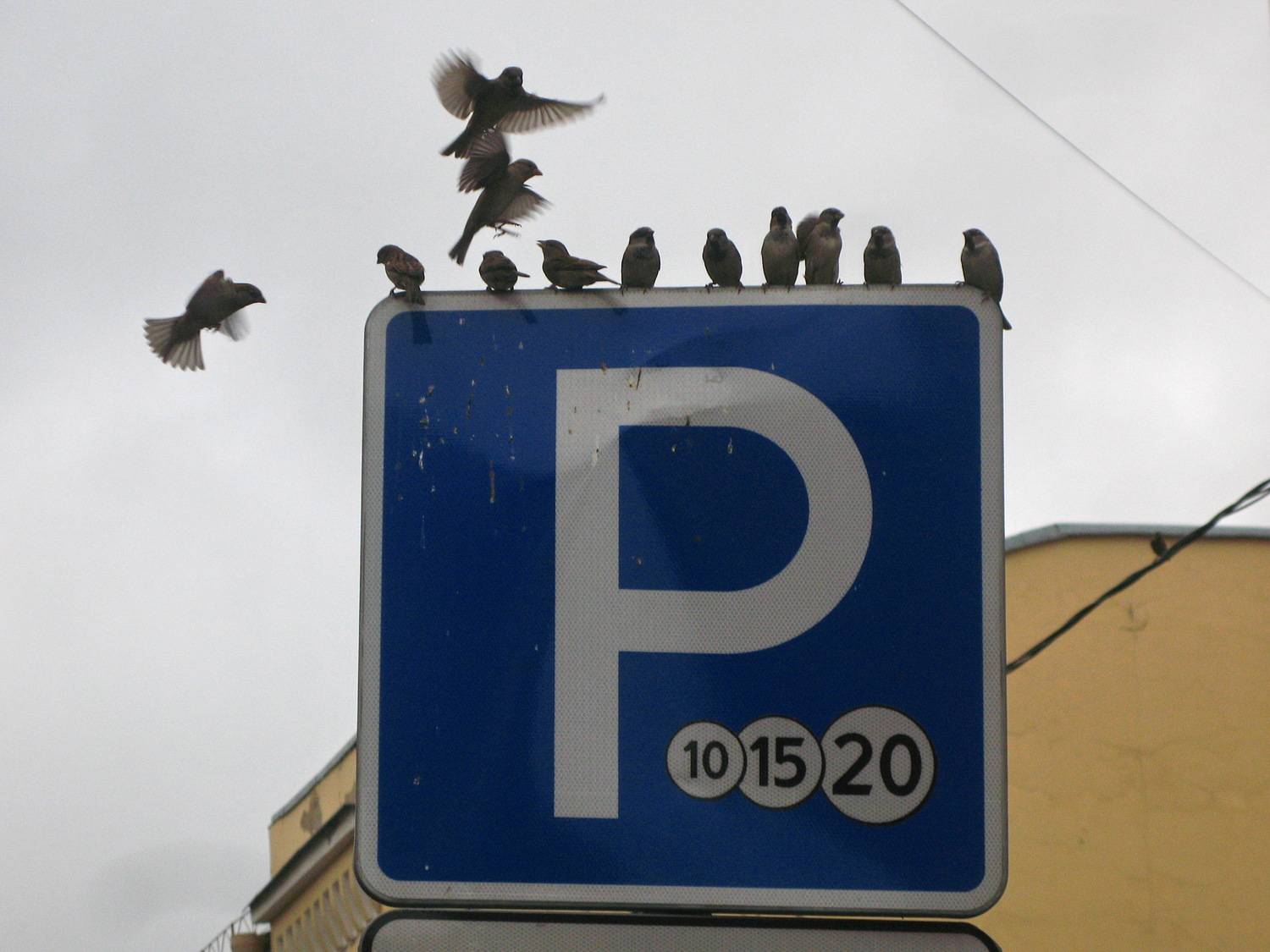 Photo #13233910