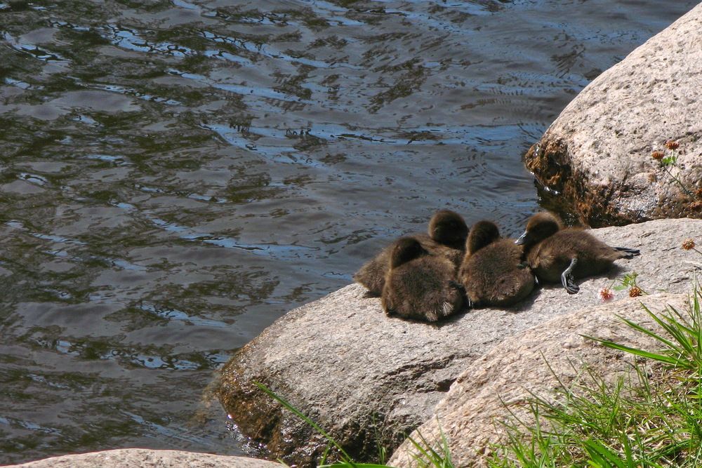 Фотография автора Тимофей Петров