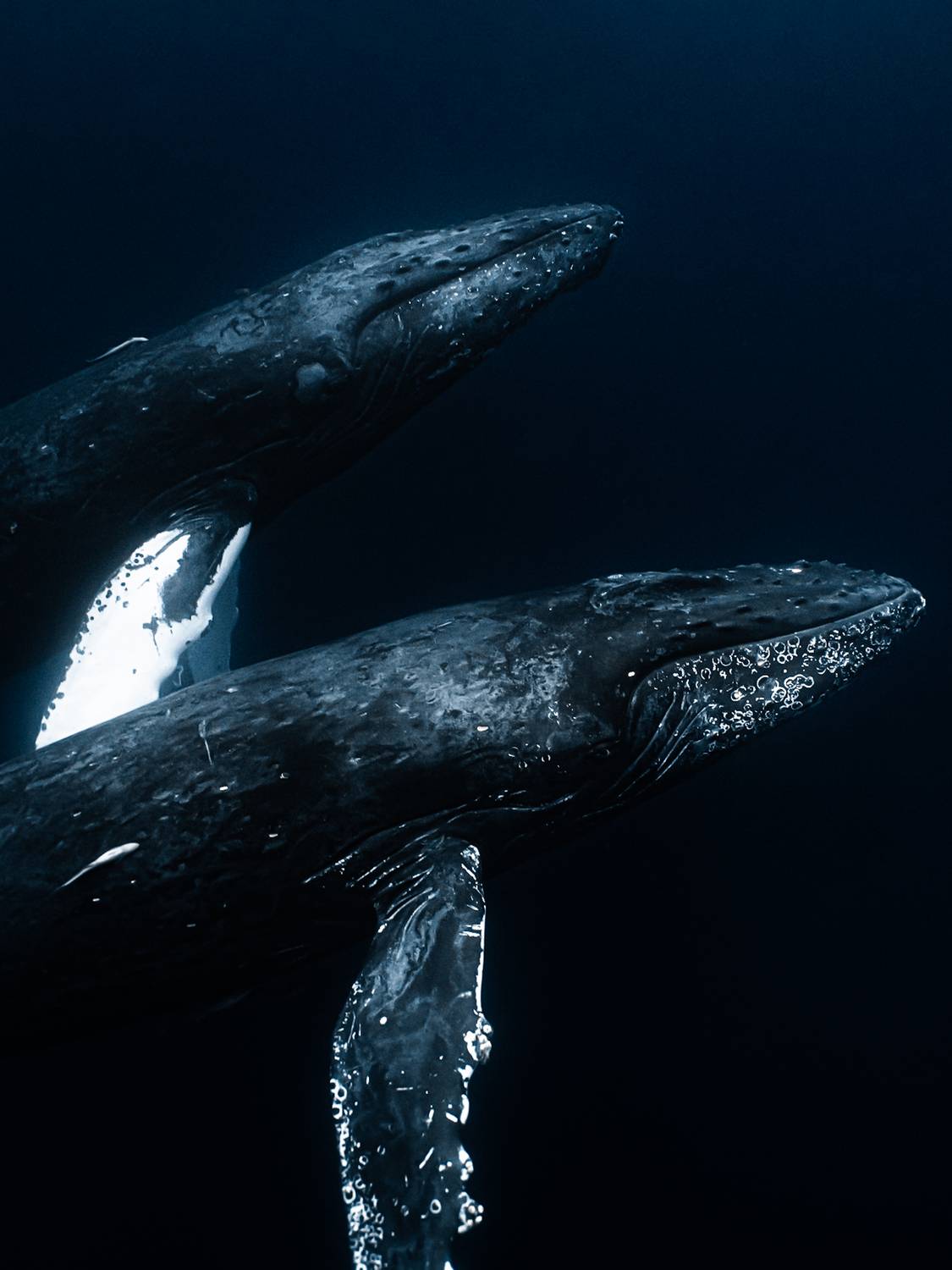 Two Hearts, One Tide Two Hearts, One Tide