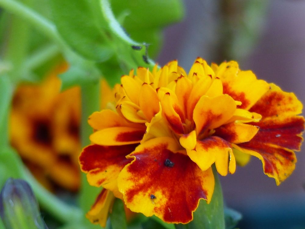 Photograph by Isabella Northrop