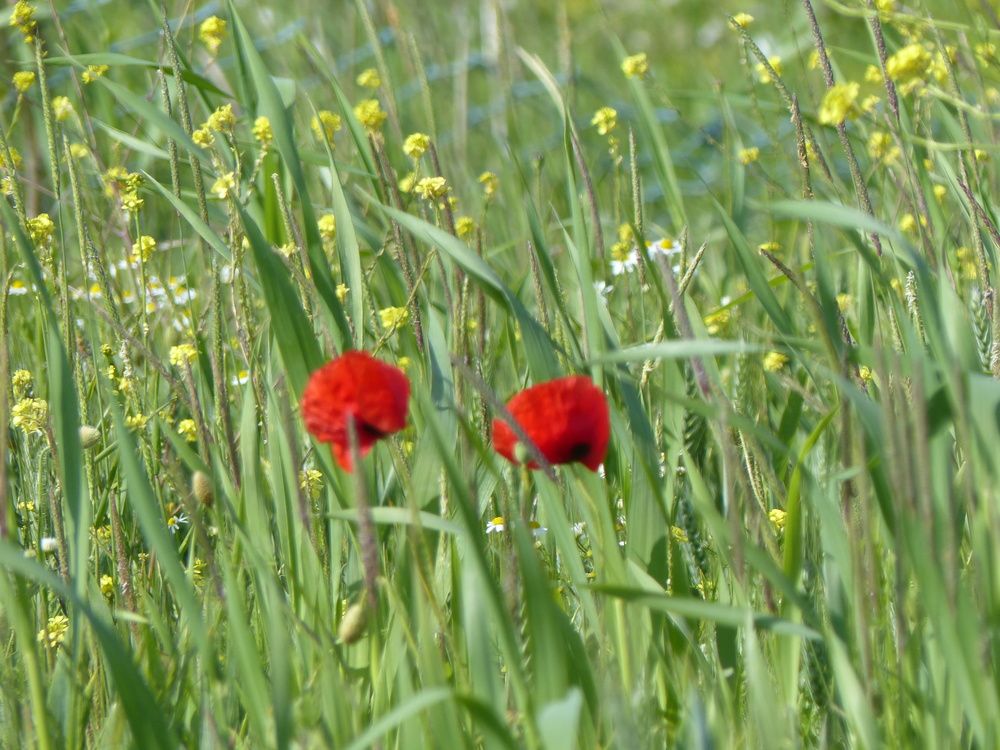 Photograph by Isabella Northrop