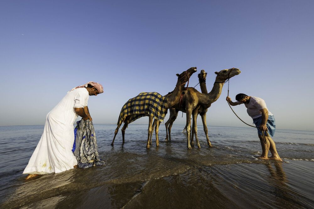 The camel herders