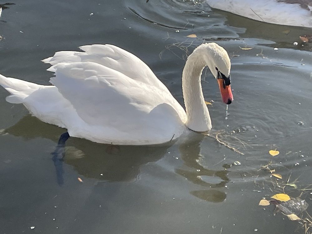 А белый лебедь на пруду...