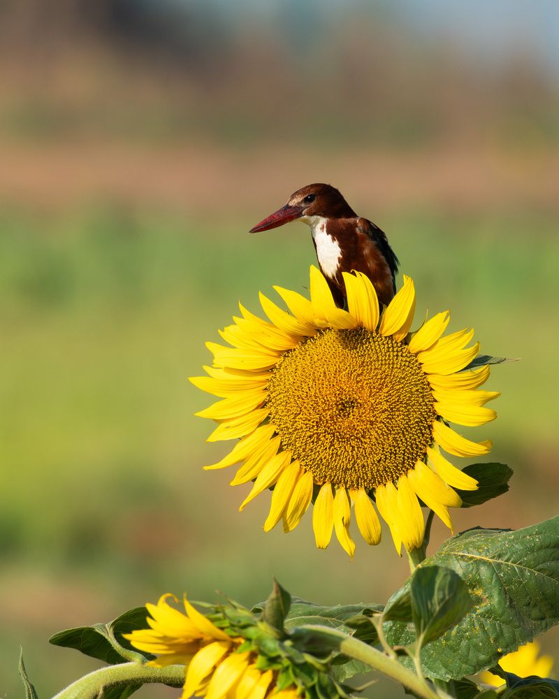 Фотография автора Anandhu M