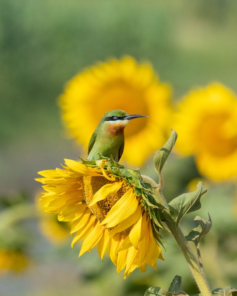 Фотография автора Anandhu M
