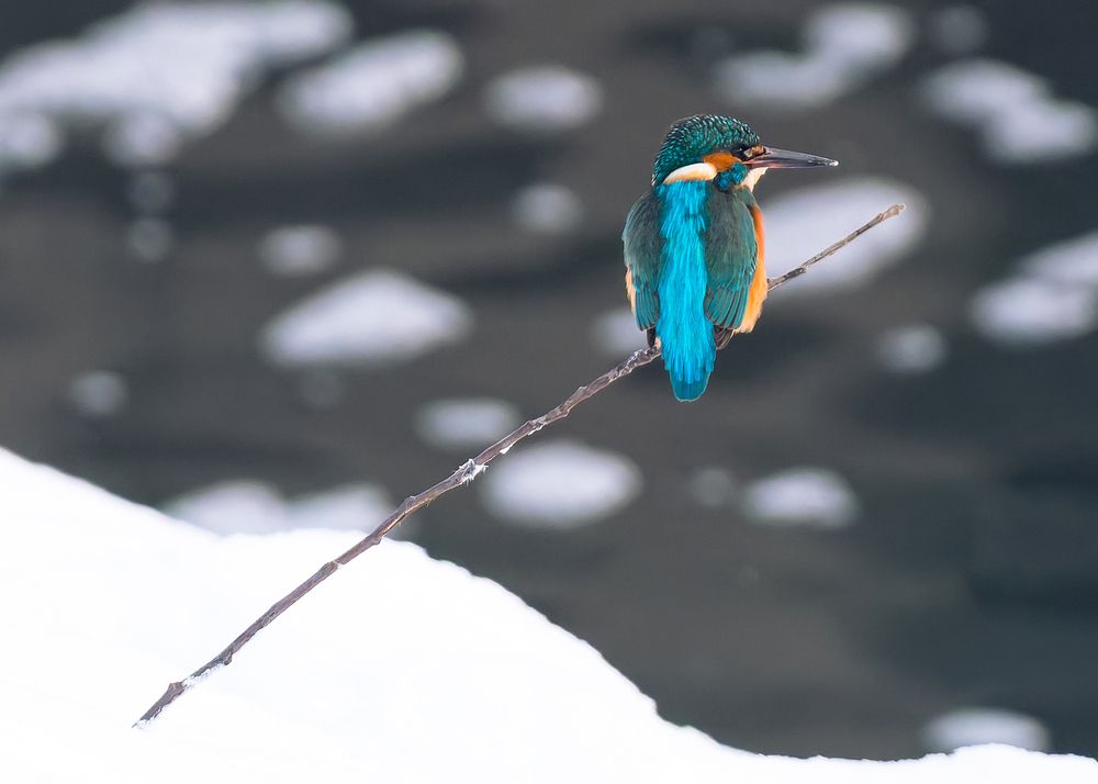 Лазурный страж реки
