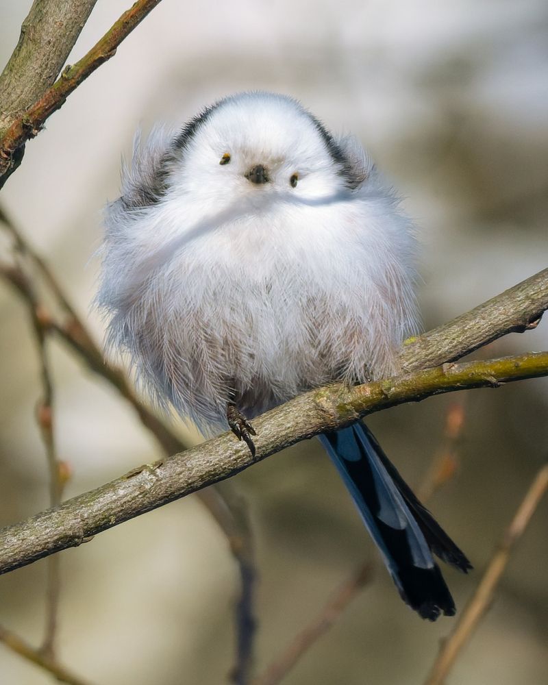 Облачко с хвостом