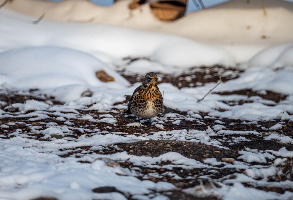 Photograph by Михаил Михеев