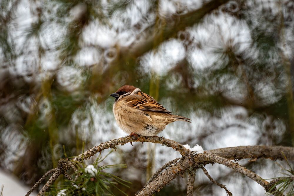 Photograph by Михаил Михеев