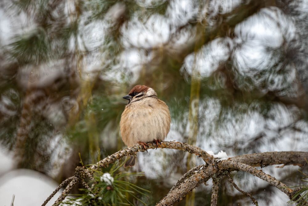 Photograph by Михаил Михеев