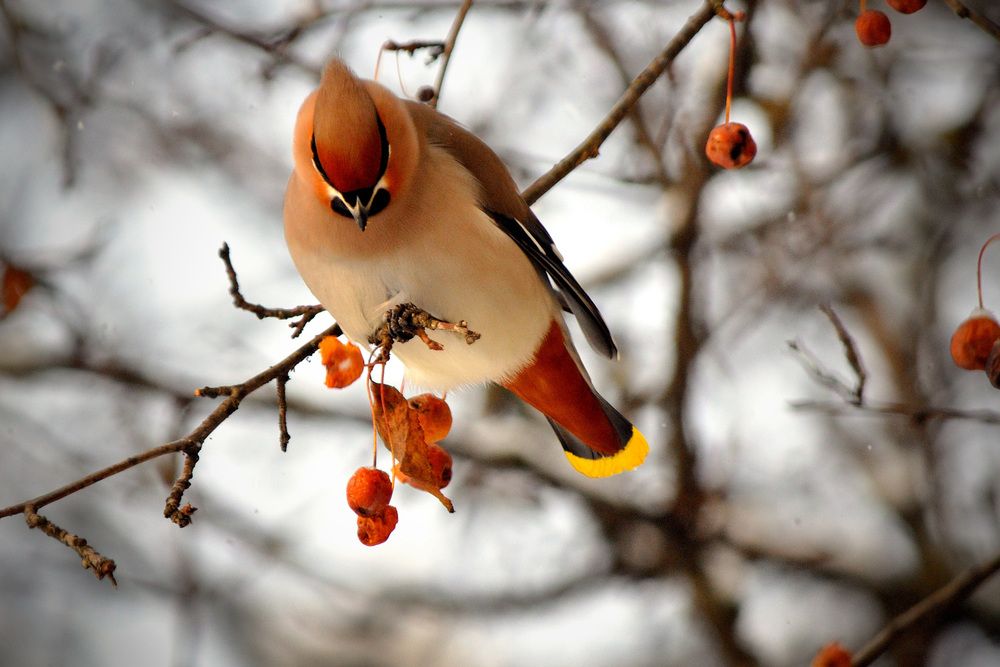 Photograph by Игорь Овсиенко