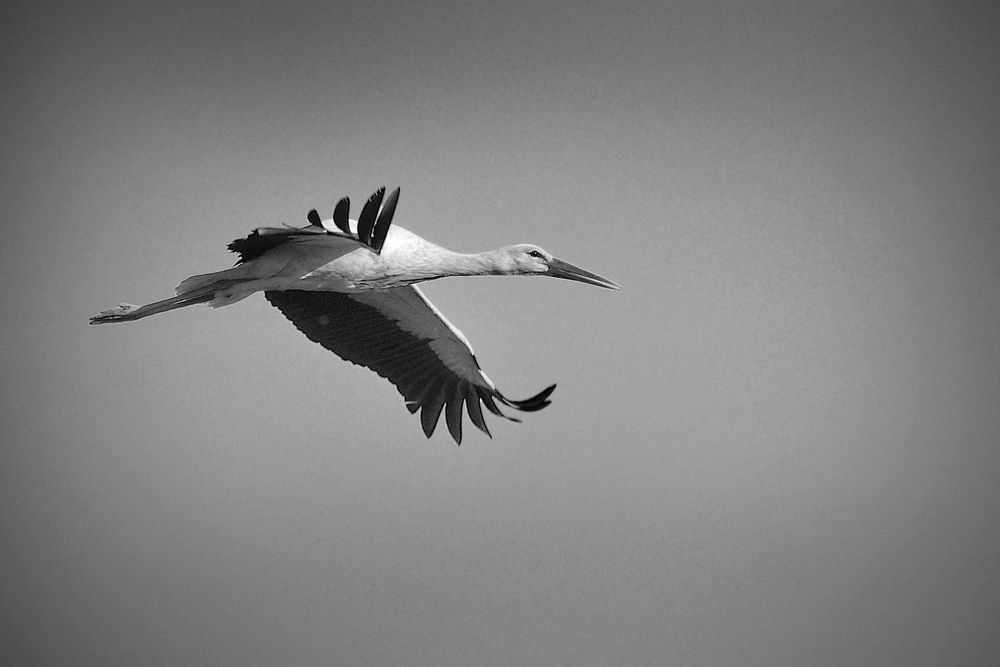 Photograph by Игорь Овсиенко