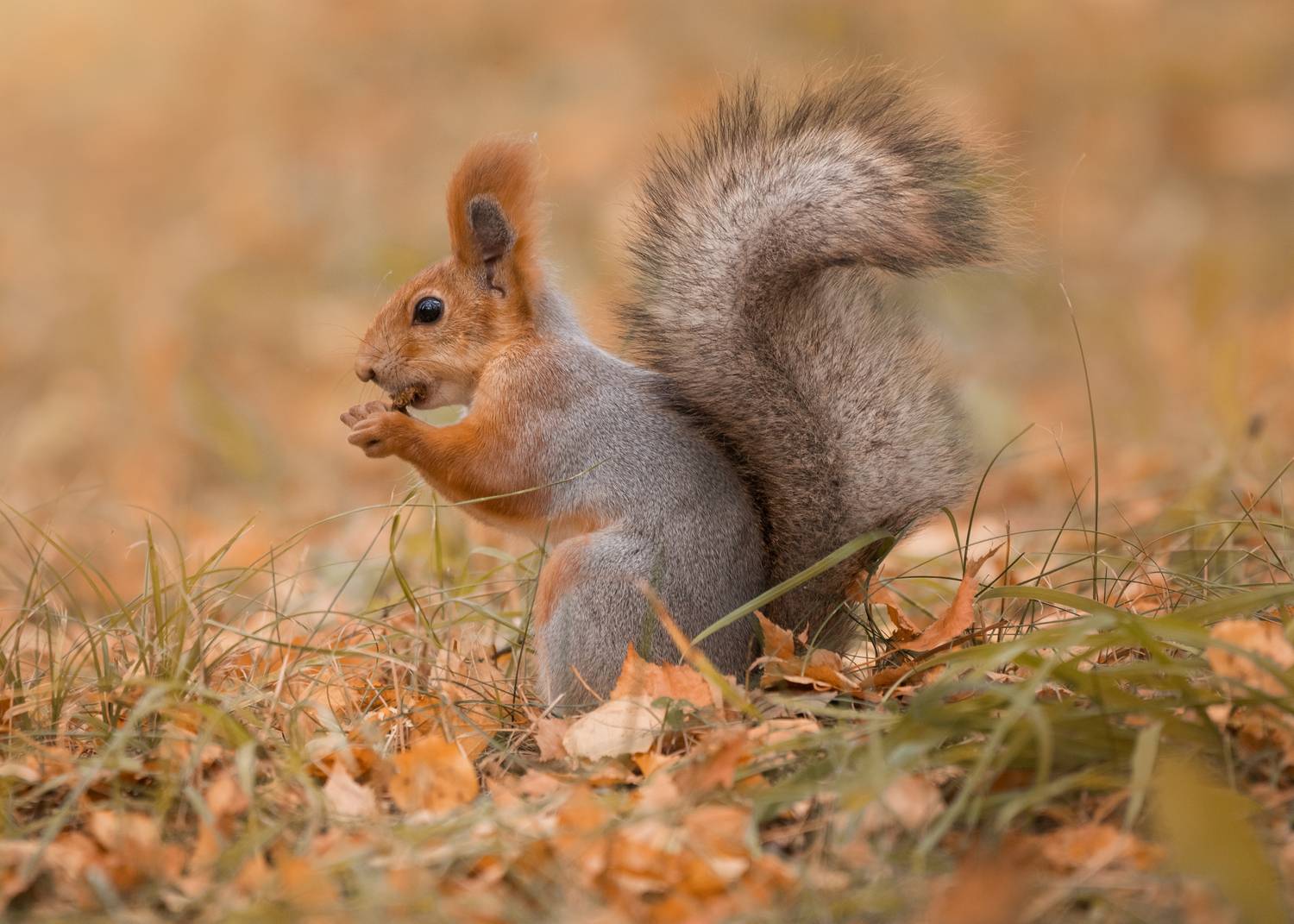 Шустрые белки.  Нижнекамск