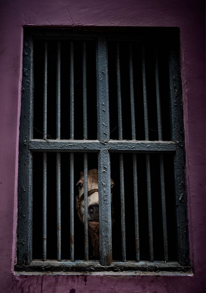 В Без Опасности | Maximum Security