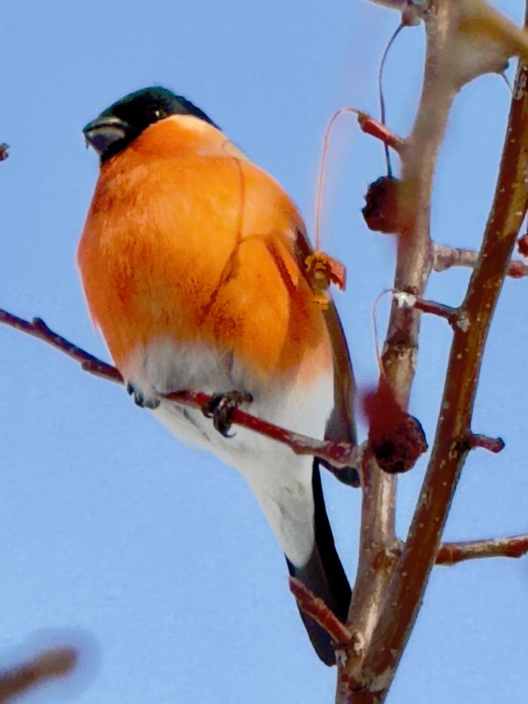 Фотография автора Галина Шиманцова