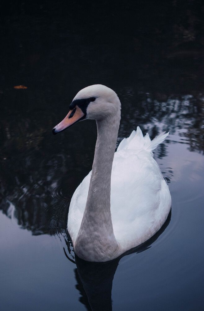 Photograph by Алена Менщикова