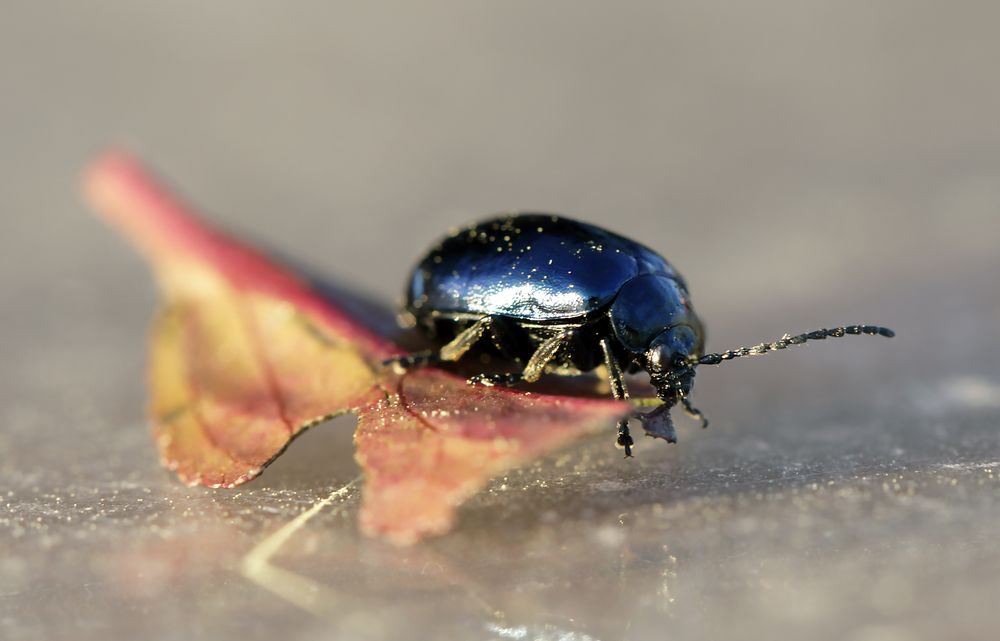 Photograph by Олег С