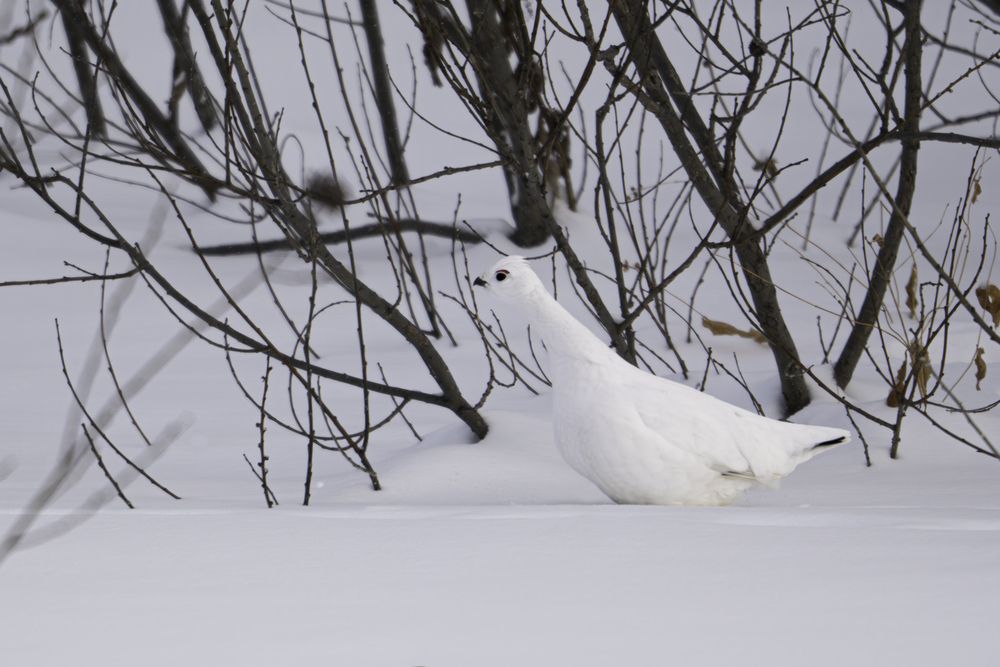 Photograph by Илья Горшенков