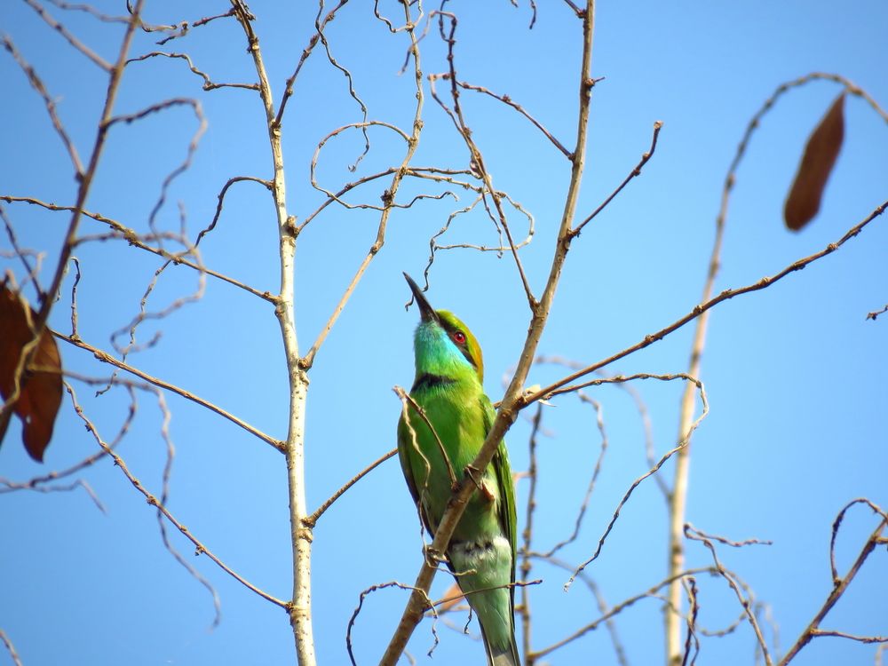 Green bee eater looks up a the sky