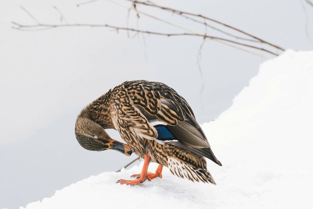 Photograph by Барашкова Екатерина