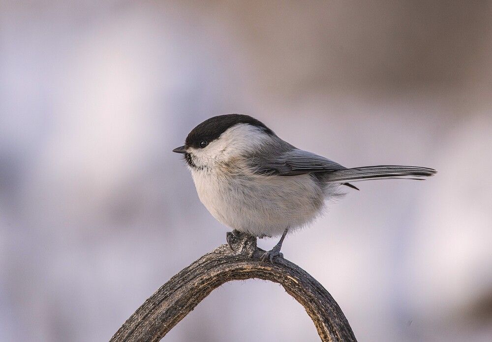 Photograph by Алексей Сиваков