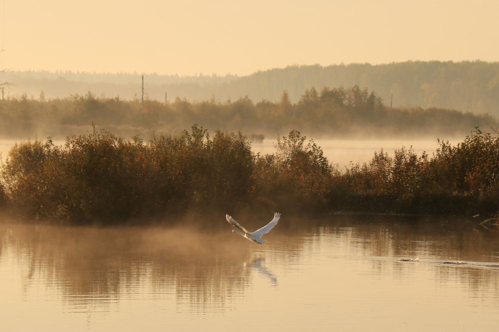 На встречу мечте