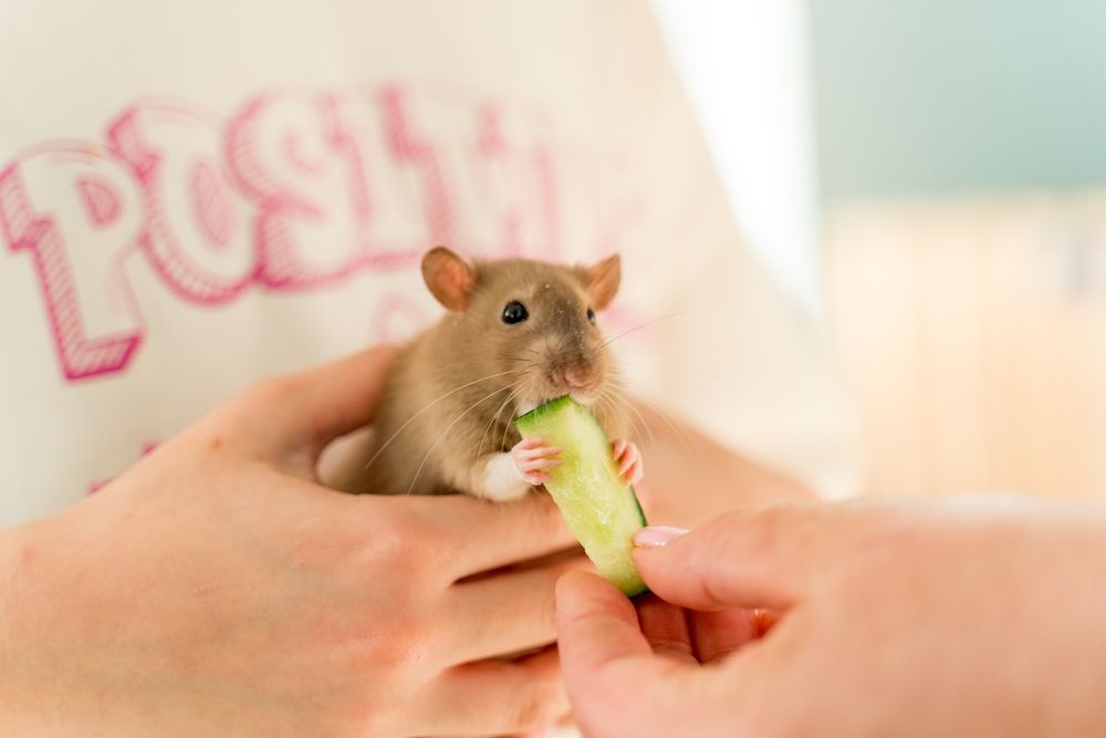 Фотография автора Александр Сенчуров