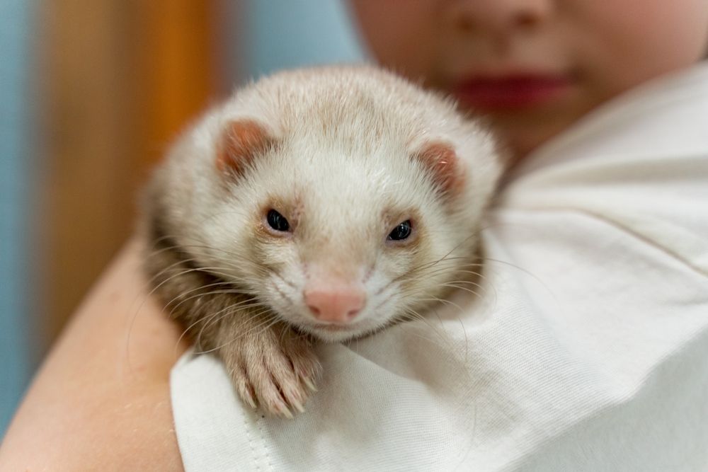 Фотография автора Александр Сенчуров