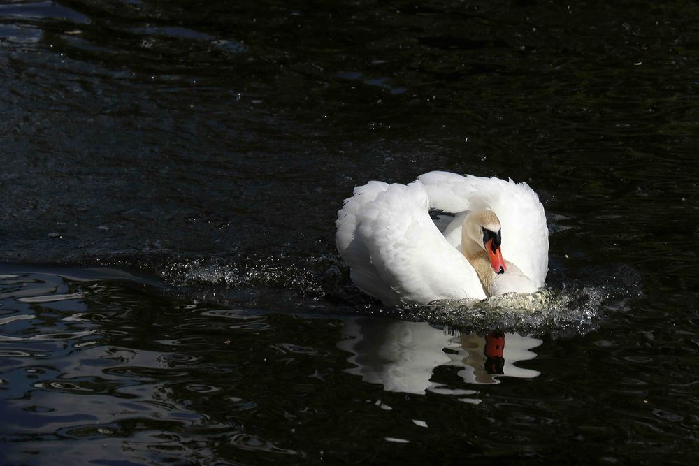 Лебедь-шипун