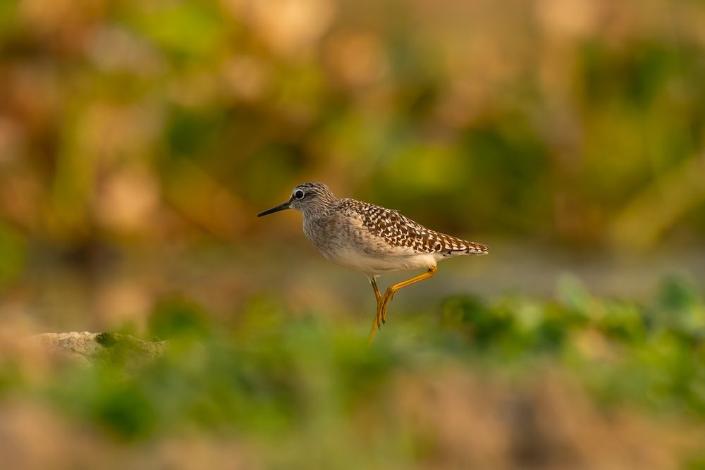 Photograph by Abhishek Pradhan