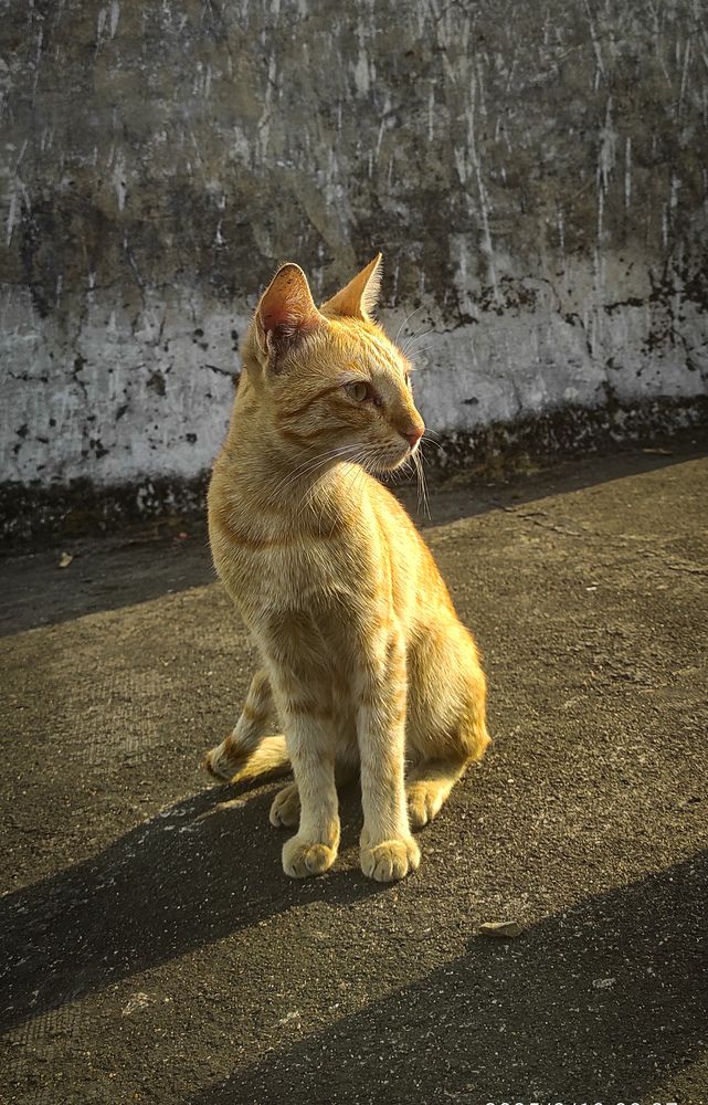 Golden sunshine on Golden Fur