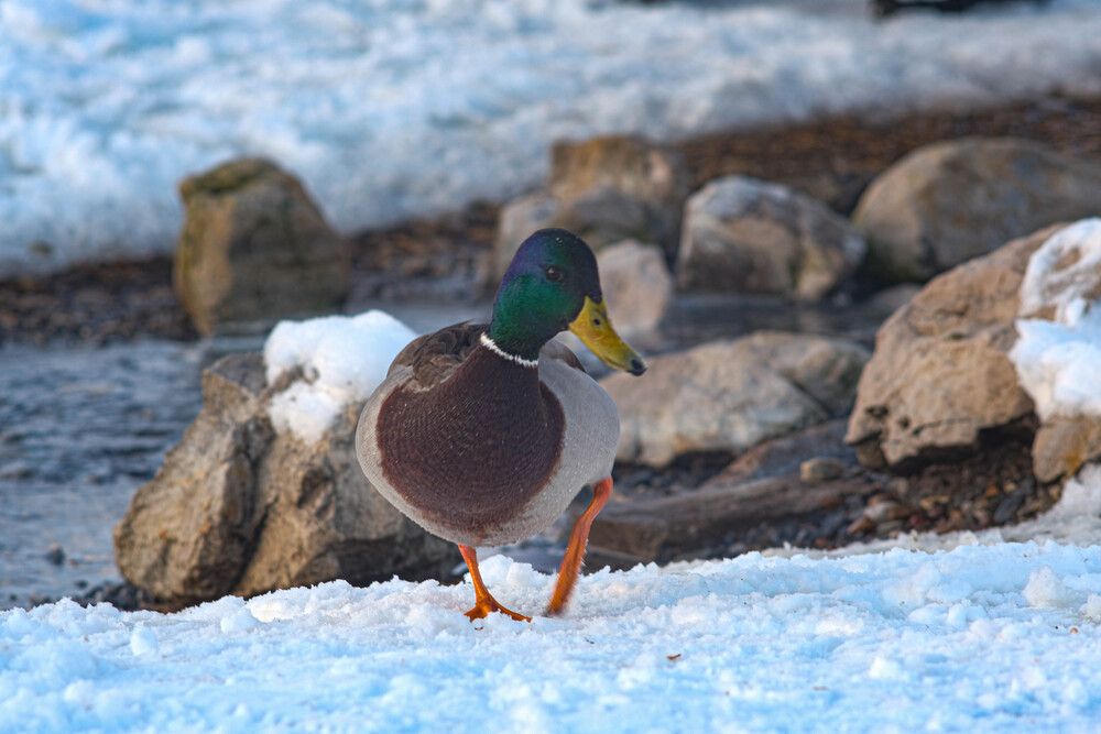 Photograph by Альберт Габбасов