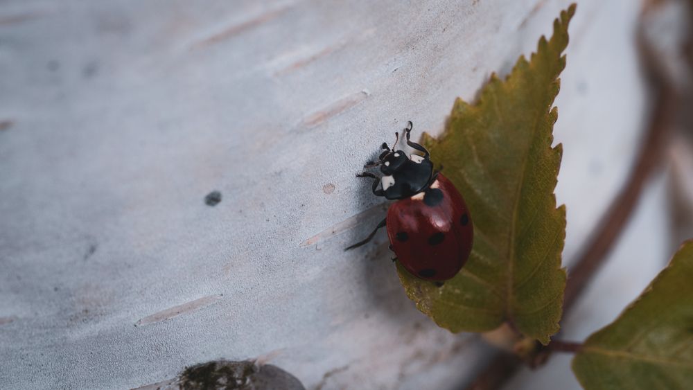 Фотография автора Войнов Дмитрий