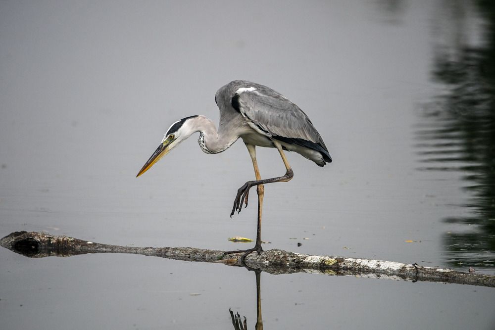 Фотография автора Pakalon Janakan