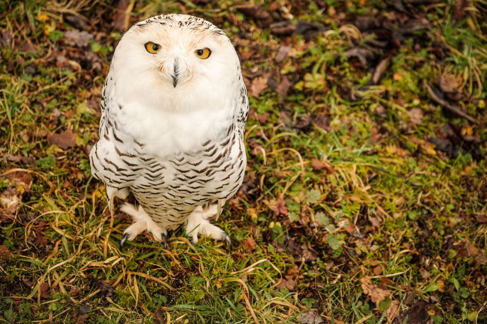 Photograph by Veronica Cipolla