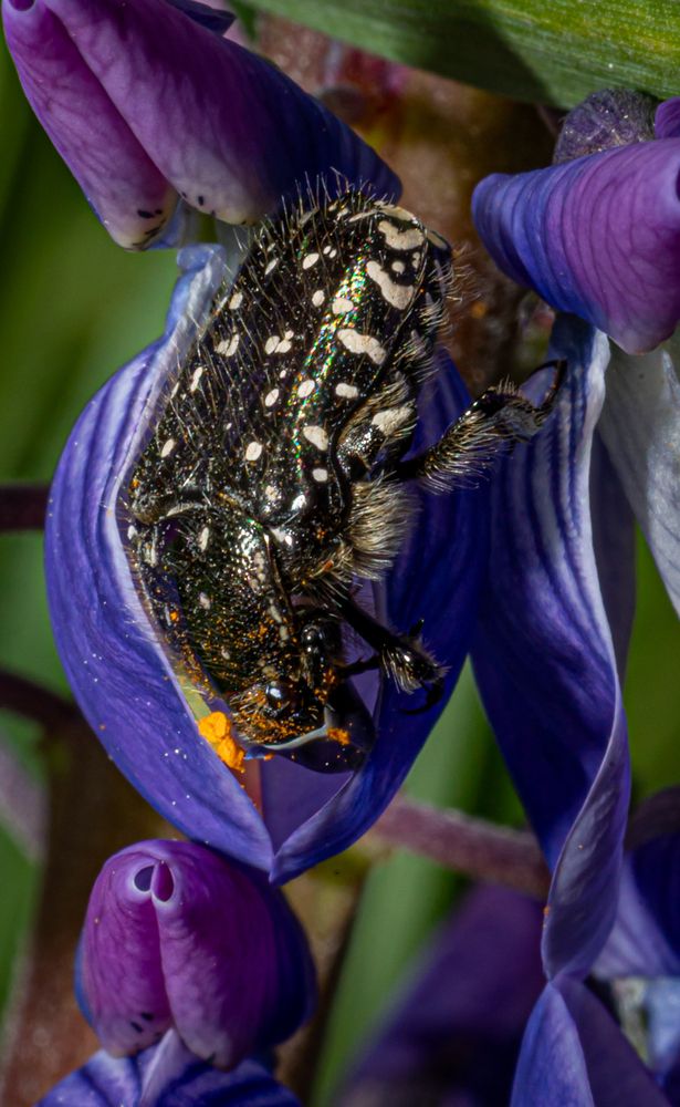 Photograph by Юлия Шурандина