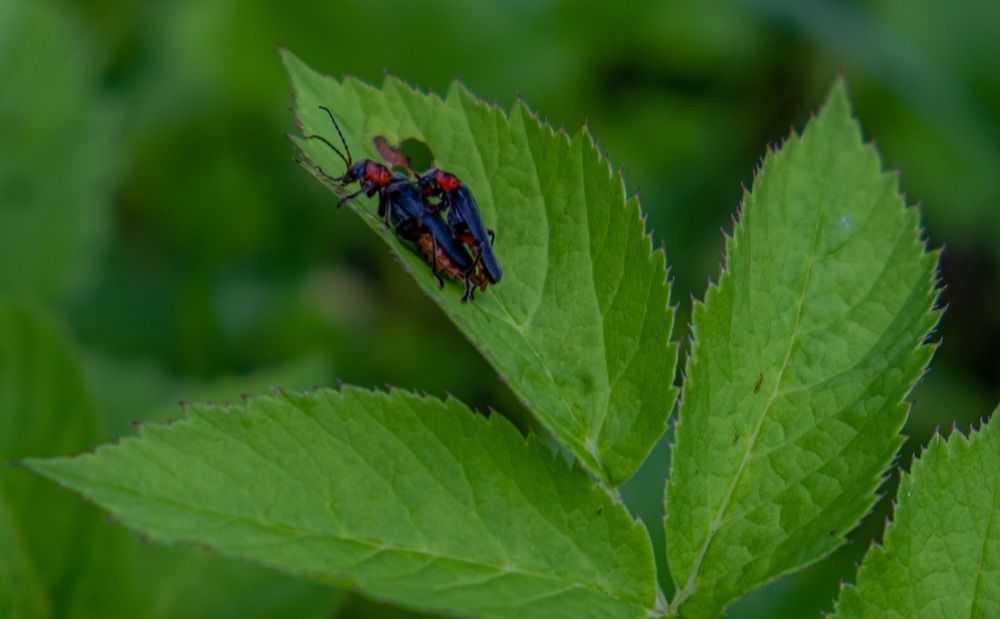 Photograph by Альберт Габбасов