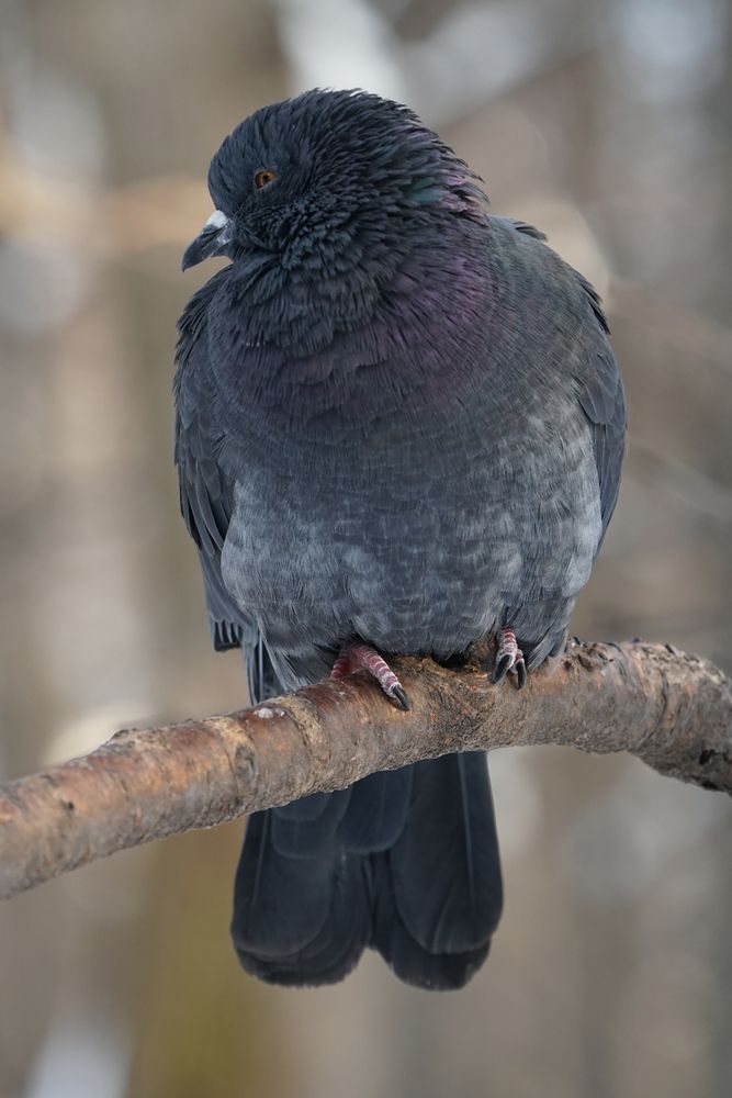 Фотография автора александр