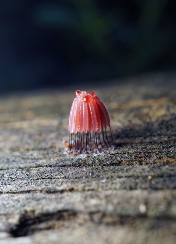 Photograph by Лена Максимкина