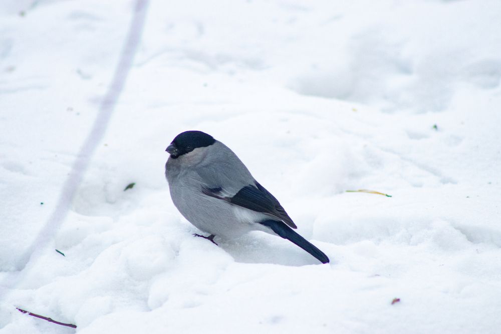 Фотография автора Пешков Егор