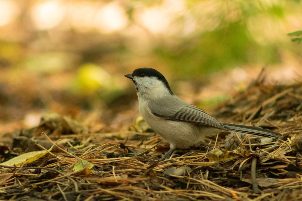 Фотография автора Пешков Егор