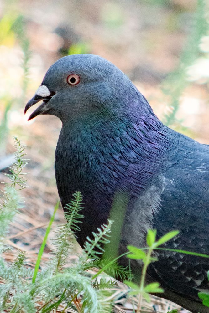 Фотография автора Пешков Егор
