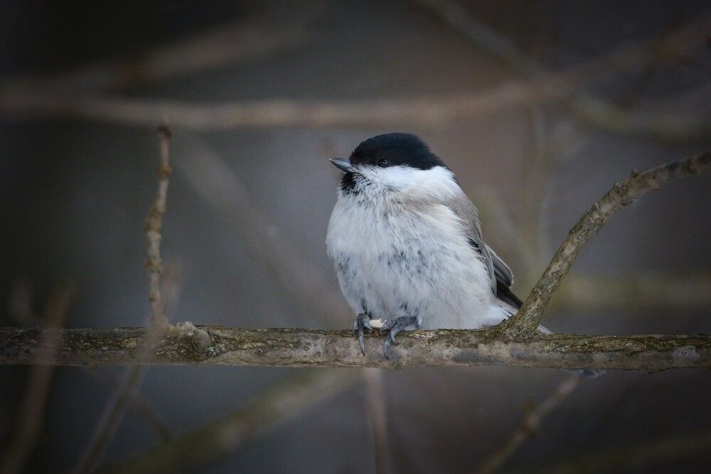 Photograph by Андрей Стрельников