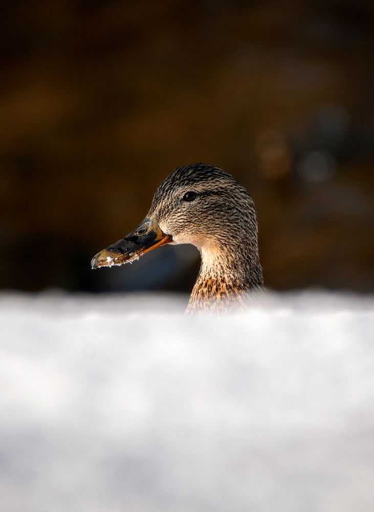 Photograph by Aлена Хлопова