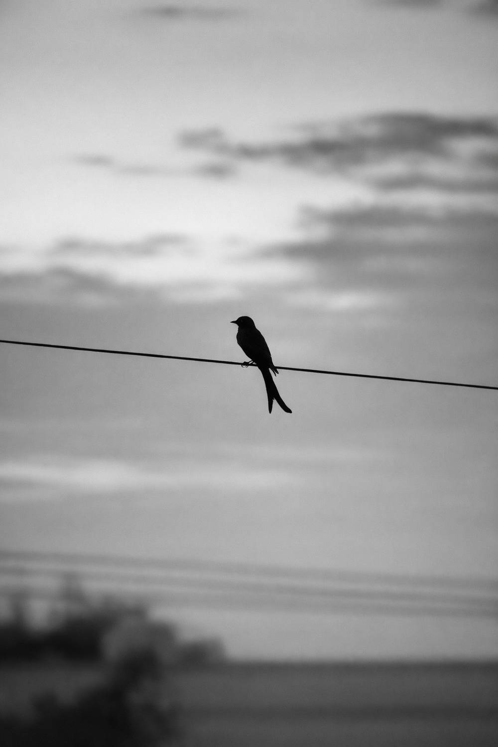 Alone, Not Lonely Alone, Not Lonely