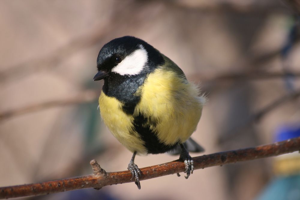 Photograph by Ирина Вассерлауф