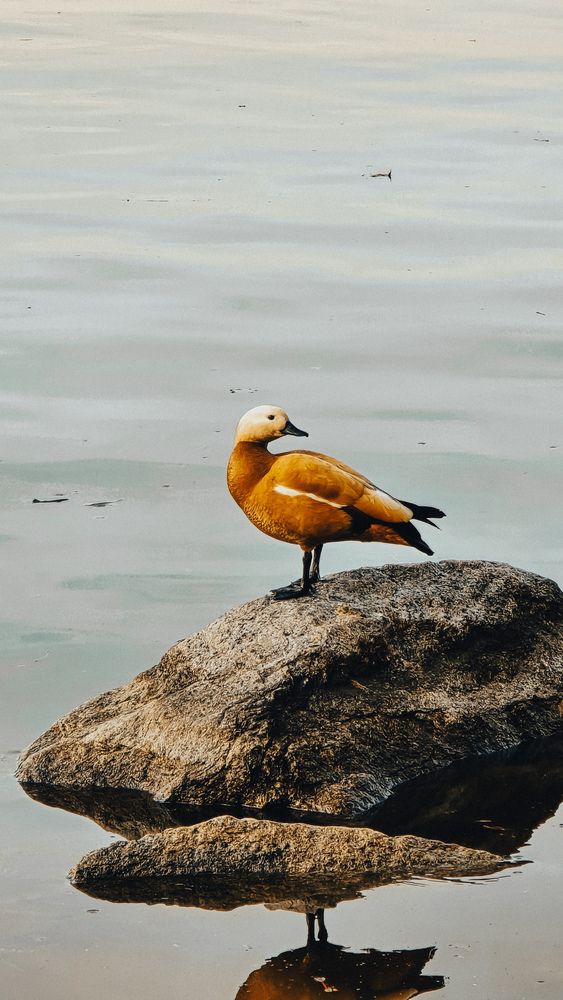 Photograph by Юлия Киш