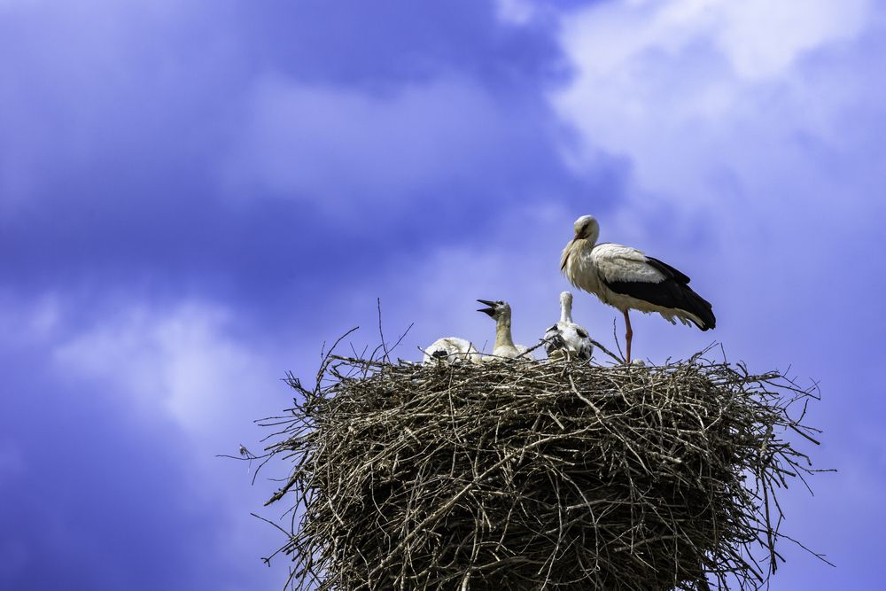 Фотография автора Руслан Мензулин