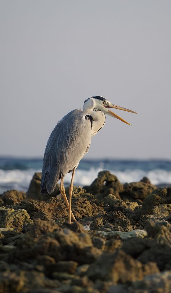 Фотография автора Игорь Семеновский