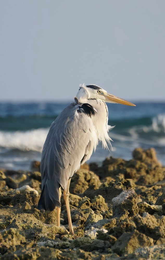 Фотография автора Игорь Семеновский